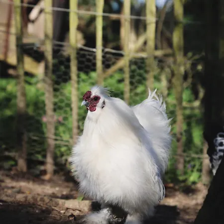 Dom wakacyjny La Demeure De La Poterie, & Wimereux